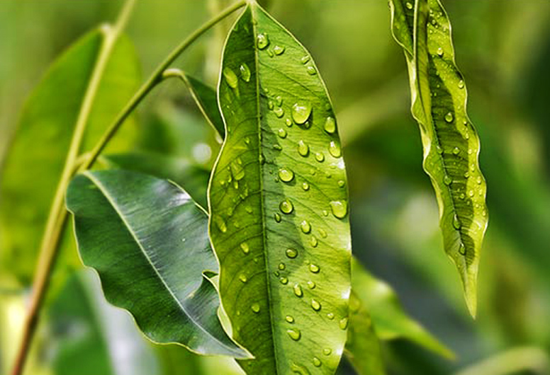 Lá trầm hương - nguồn cung dồi dào Mangiferin.