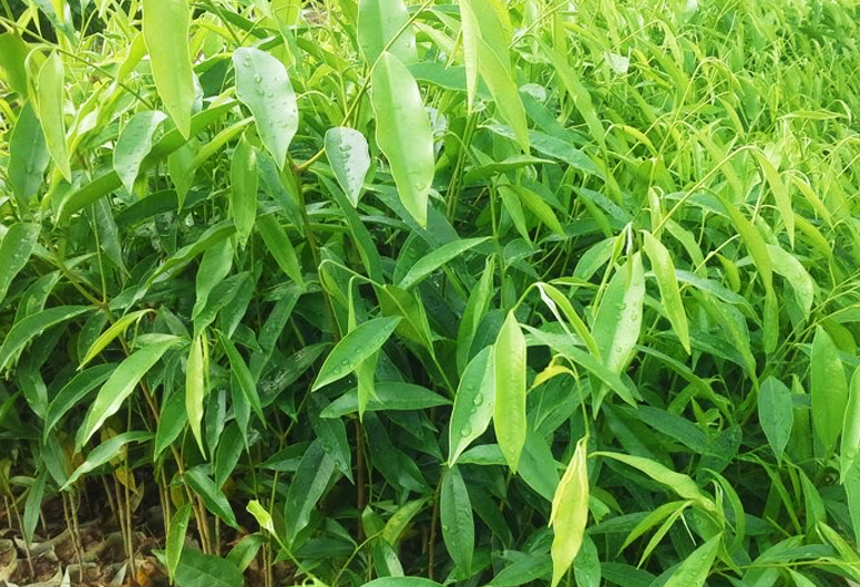 Trầm hương trong Y học